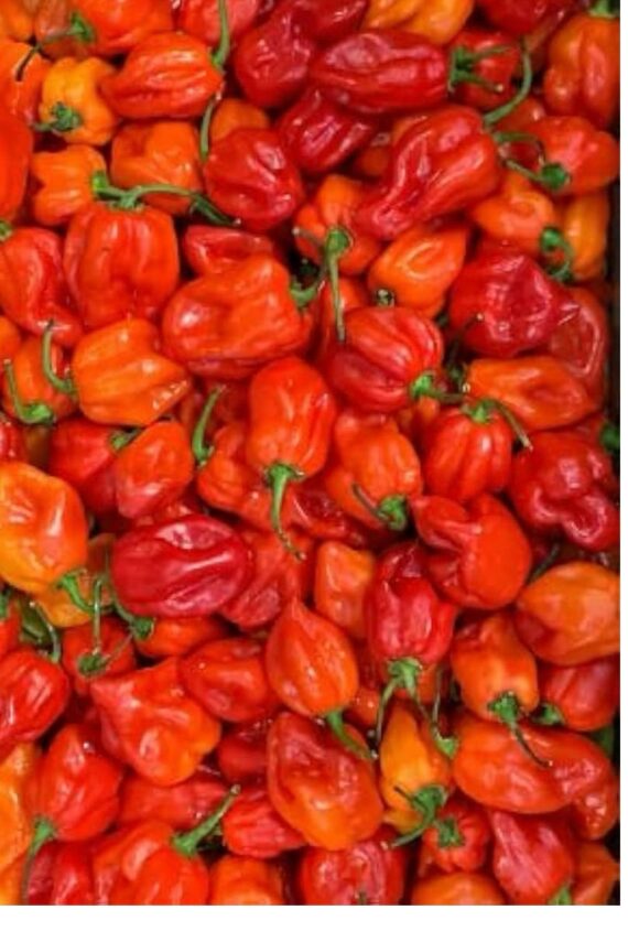 1kg hot fresh pepper