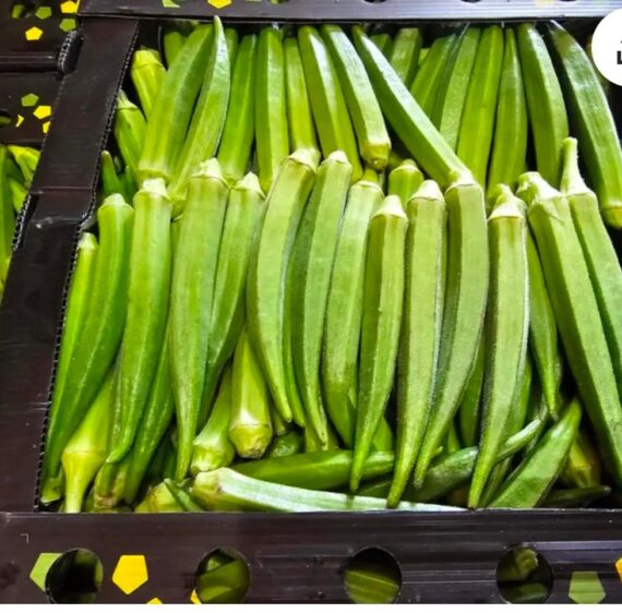 4kg box of fresh okra